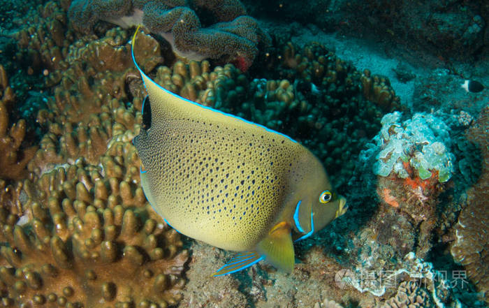 半圆天使鱼成人