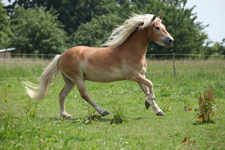 在牧草上运行的很好 haflinger