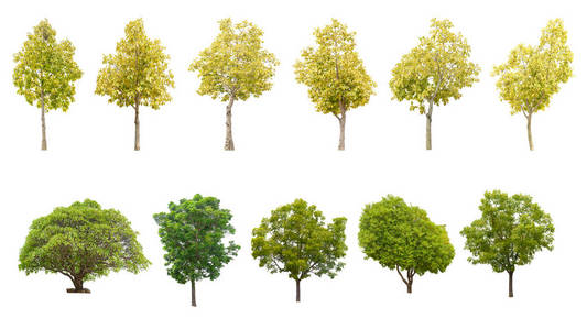 在白色背景上隔离的秋树收藏 适合在建筑设计或装饰工作中使用绿色和黄色的叶子