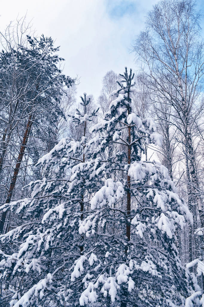 冰冻的冬季森林与雪覆盖了树