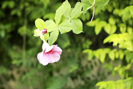 花园里的小号爬行者花朵