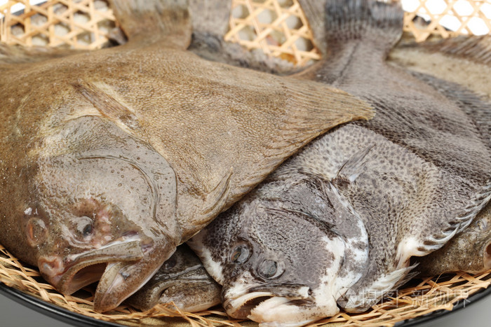 大菱鲆鱼孤立在白色