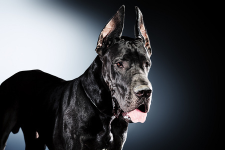 坐在大丹犬尖的耳朵照片