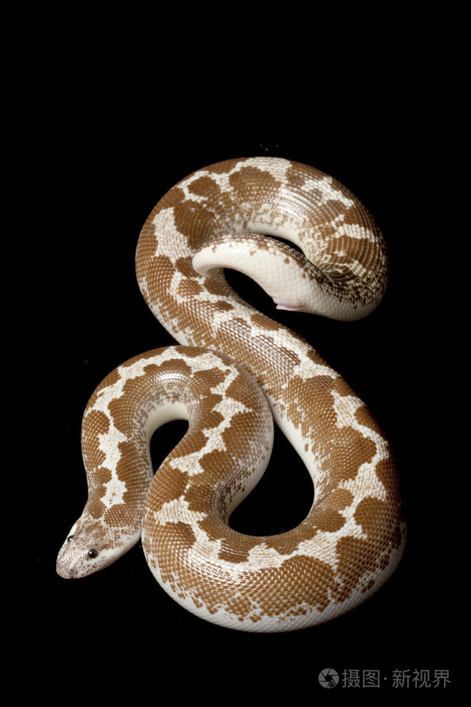 hypomelanistic肯尼亚砂蟒蛇