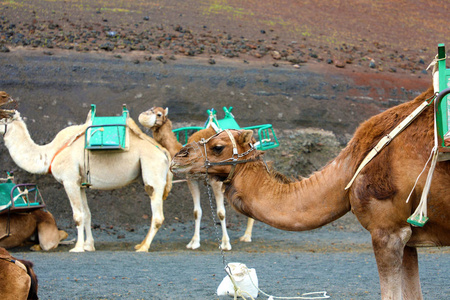 在西班牙兰萨罗特 Timanfaya 公园的沙漠里, 有枪口的骆驼在等待游客到达骆驼的坐骑。