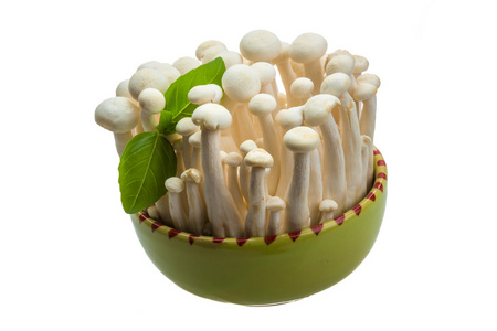 日本蘑菇灰照片