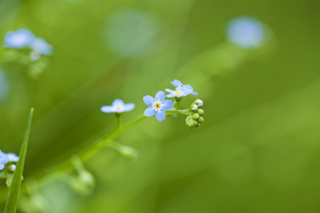 勿忘我花