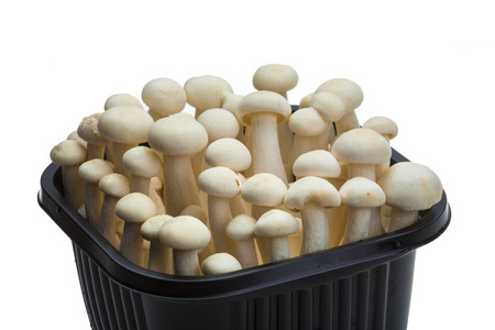 日本蘑菇灰照片