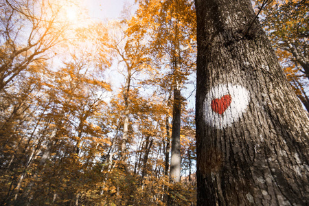 红色的心画在树上