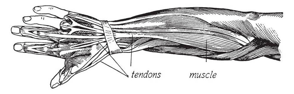 此插图代表手臂的肌肉结构, 复古线条绘图或雕刻插图