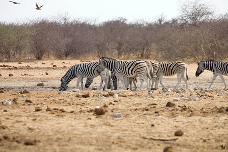 达马拉斑马, 斑马, 牛群去浇灌埃托沙, 纳米比亚