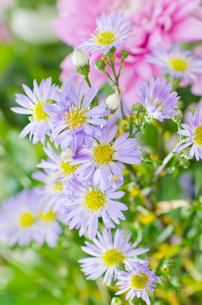 夏天鲜花花束特写