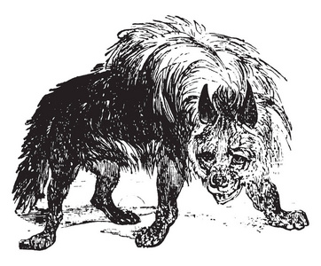 条纹鬣狗是一种原产于北非和东非的鬣狗, 复古线条绘画或雕刻插图