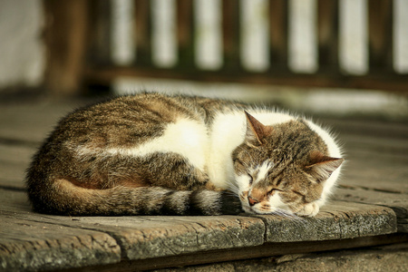 睡在木板上的猫