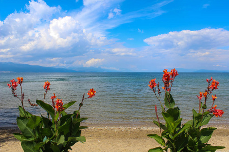 美丽的湖的岸边的花朵, 马其顿