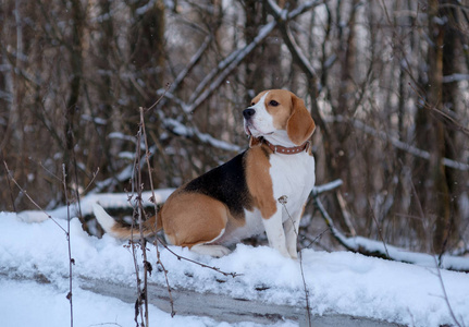 小猎犬在冬日的雪树林里漫步