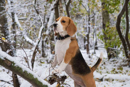 小猎犬在秋天的雪森林