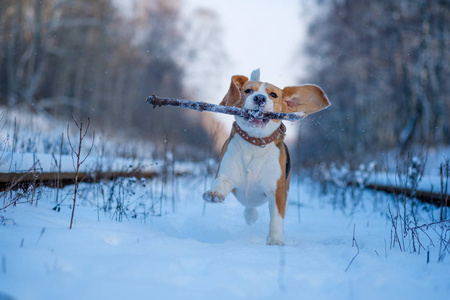 小猎犬在冬日的雪树林里漫步