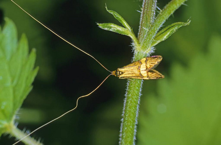 雄角蛾 Nemophora degeerella, 男性