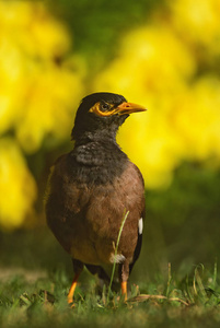 常见的八哥Acridotheres tristis, 常见的栖息鸟类来自亚洲园林和林地, 泰国