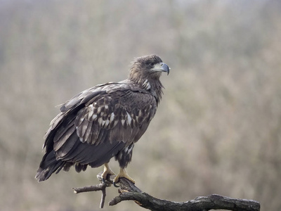 老鹰的剪影老鹰的剪影一个巨大的冰雪岩石山峰和一只老鹰白尾海雕吼