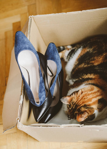 猫在鞋子盒里演奏在交付以后