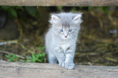 漂亮的受惊的条纹灰色小猫隐藏在门廊下