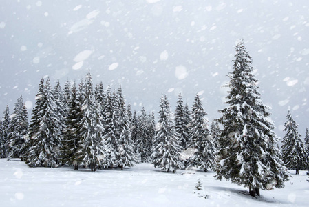 下雪时冬天森林里的雪杉木树。雪花与圣诞概念