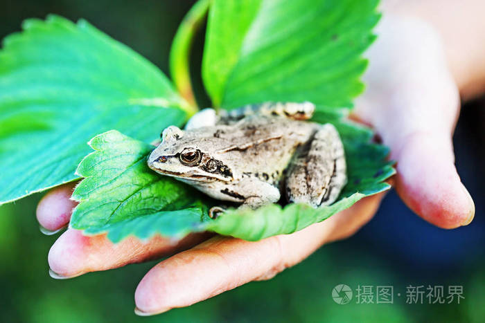 可爱的绿色青蛙在叶子上的手