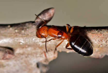 黑色花园蚂蚁一个大的红色和黑色的蚂蚁在树上爬行的小树枝的宏, 从