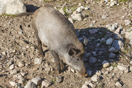 雌性野猪饲养在地面上。动物背景