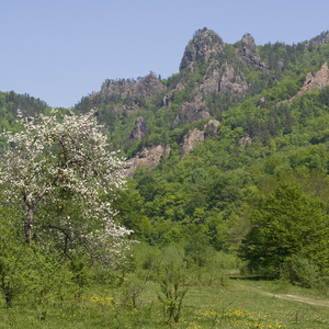 与朵朵野苹果树 adygea russ 山风景