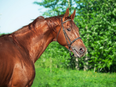 板栗 trakehner 种马的议案肖像