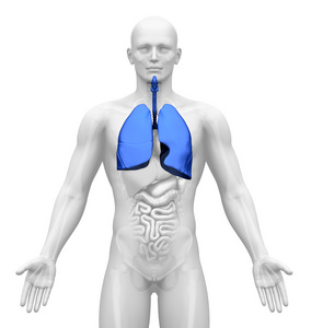 医学影像男性器官肺