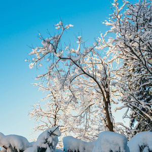 白雪覆盖的树和蓝天的背景