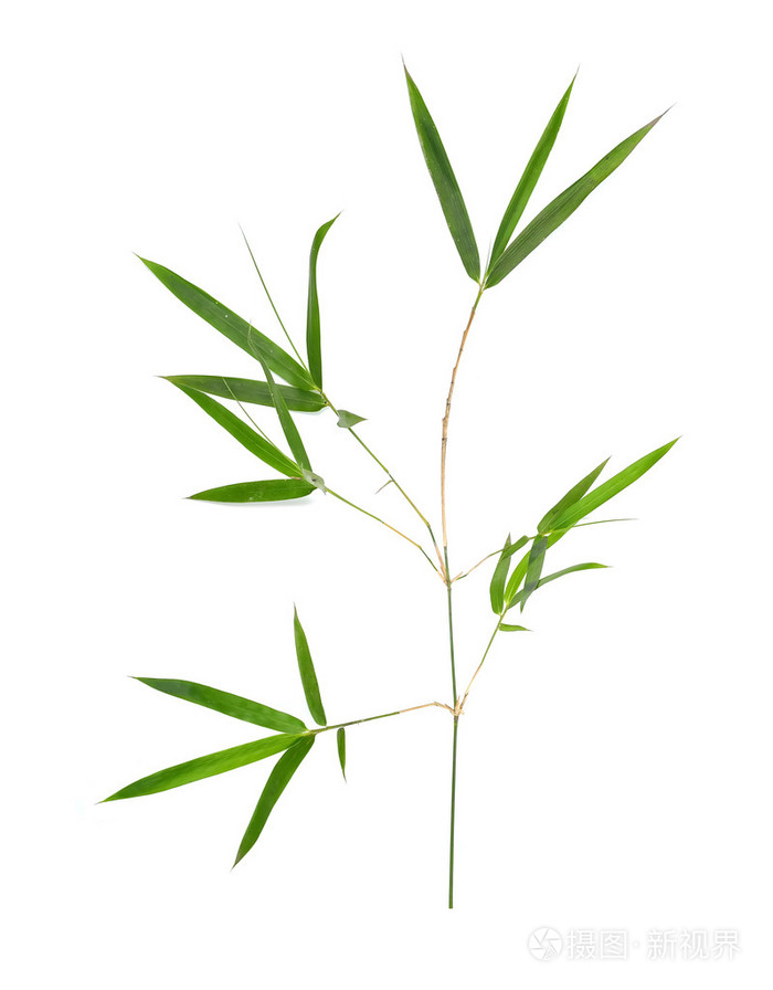 竹叶上孤立的白色背景