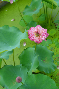 朵盛开的莲花