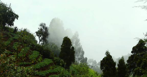 乌云遮住山。绿色的山坡上，树在云废料