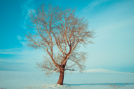 棵孤独的树