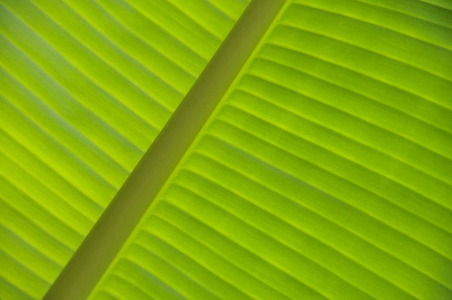 绿色香蕉叶的详细观点