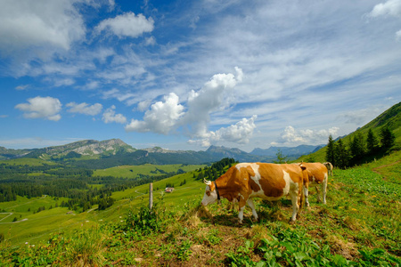 小群牛在高山草甸放牧