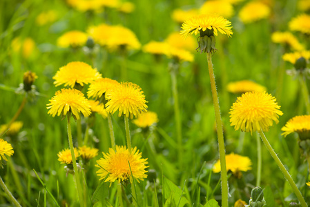 gula maskros blommor med blad i grnt grs