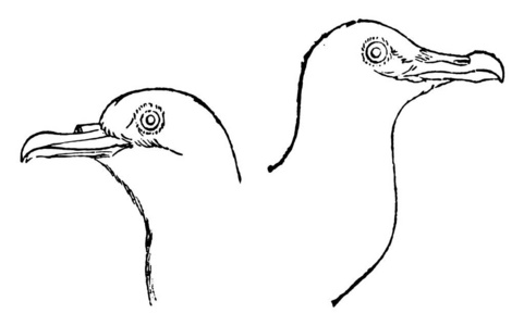 海燕插画-海燕手绘-海燕卡通图-摄图新视界