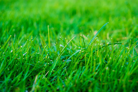 绿色自然草顶视图纹理背景, 足球场