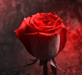 粉红色的玫瑰芽在露水滴在一个暗背景的混凝土墙上。浪漫的夜晚。神秘的红光