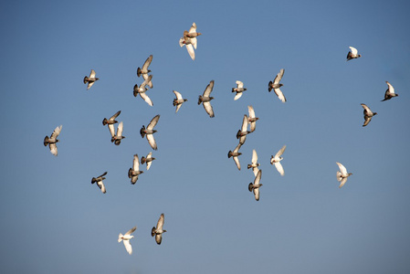 的天空,象征和平, 鸟类迁徙, 移徙季节飞行鸟类, 夏天背景, 自由鸟
