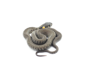 小爬虫图片-小爬虫素材-小爬虫插画-摄图新视界