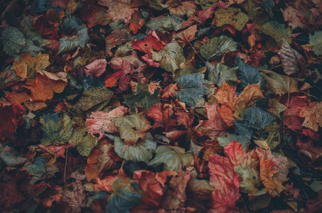 秋叶深彩纹理背景