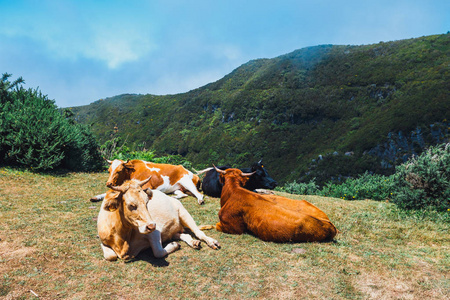 褐色母牛在入口到 Levada das 25 丰特斯和 Levada 做 Risco, 马德拉岛, 葡萄牙