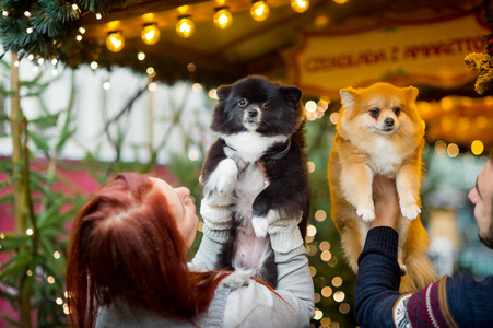 年轻夫妇在圣诞集市上与宠物照片